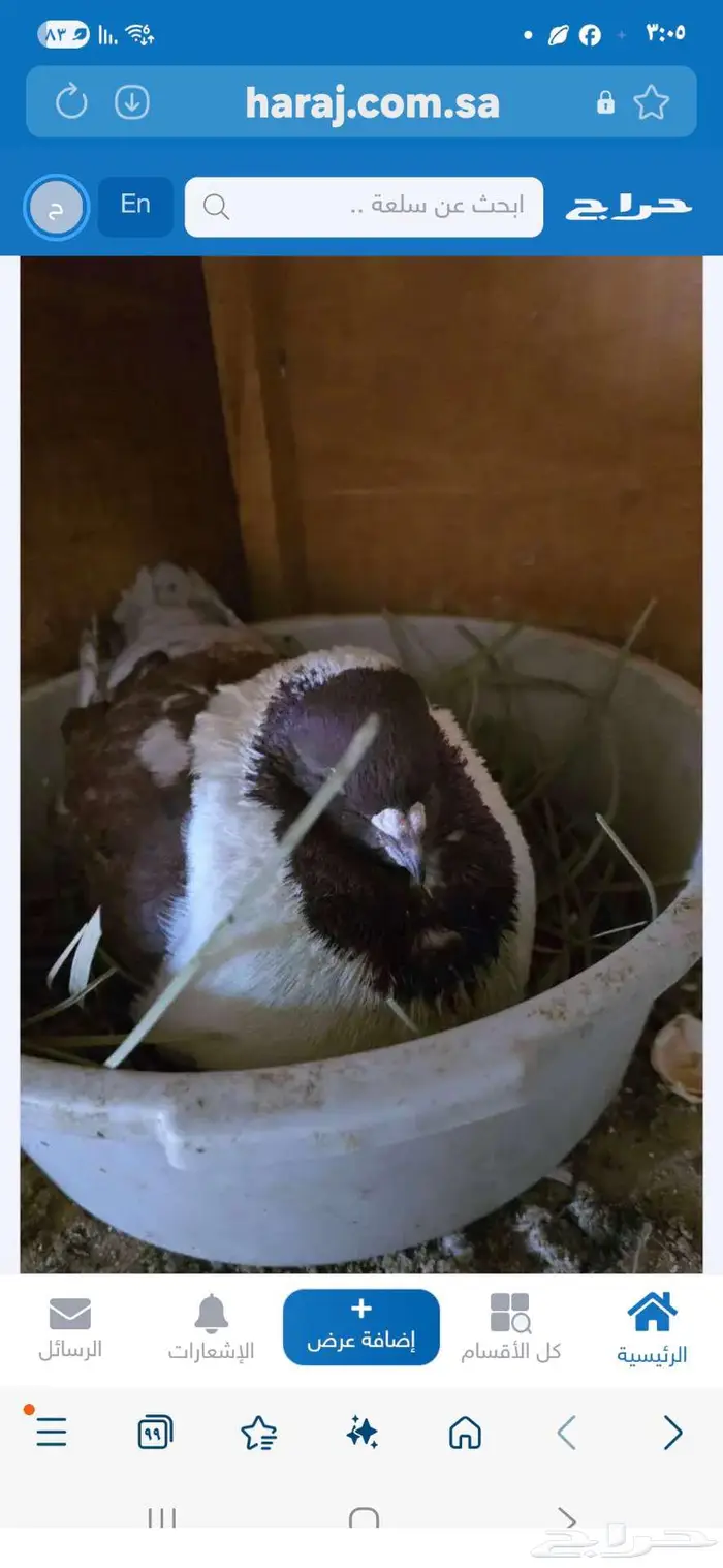 كنق مودينا العدد 10 3