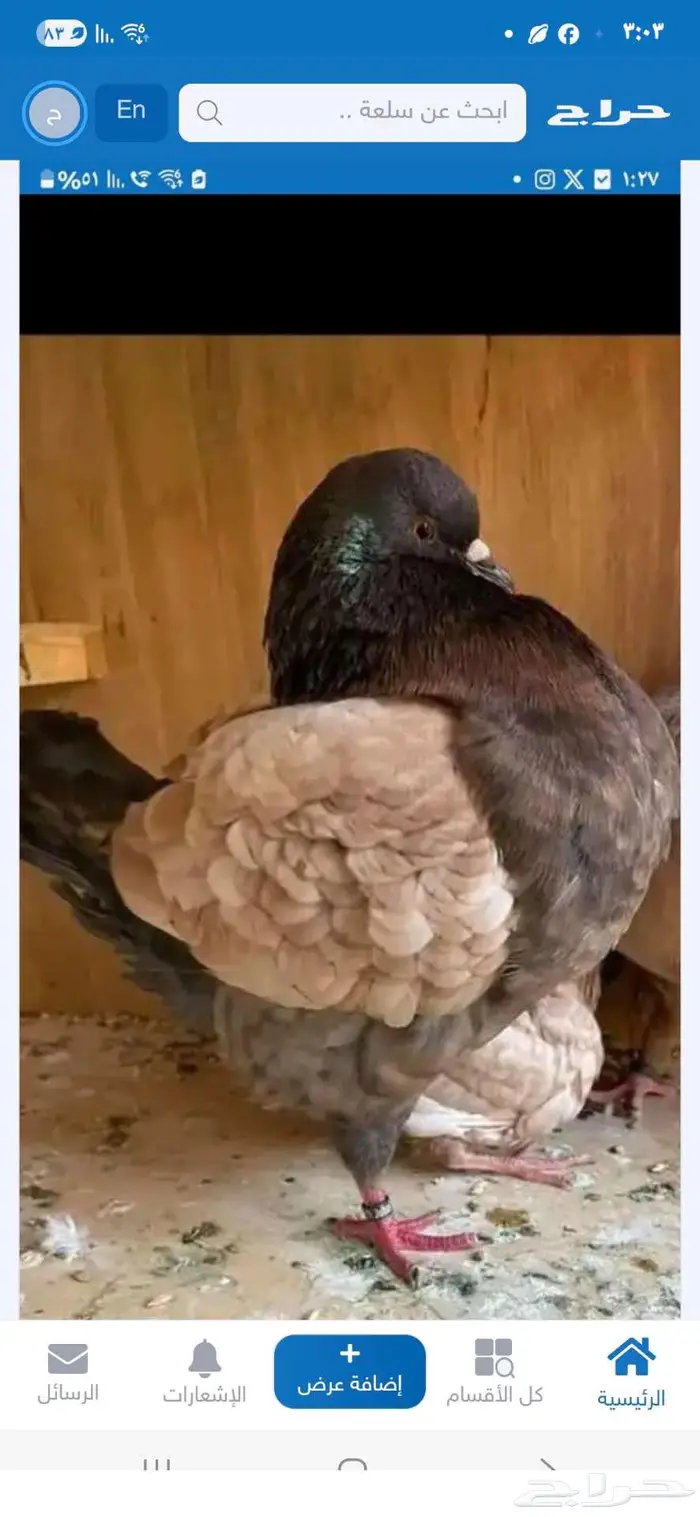 كنق مودينا العدد 10 4