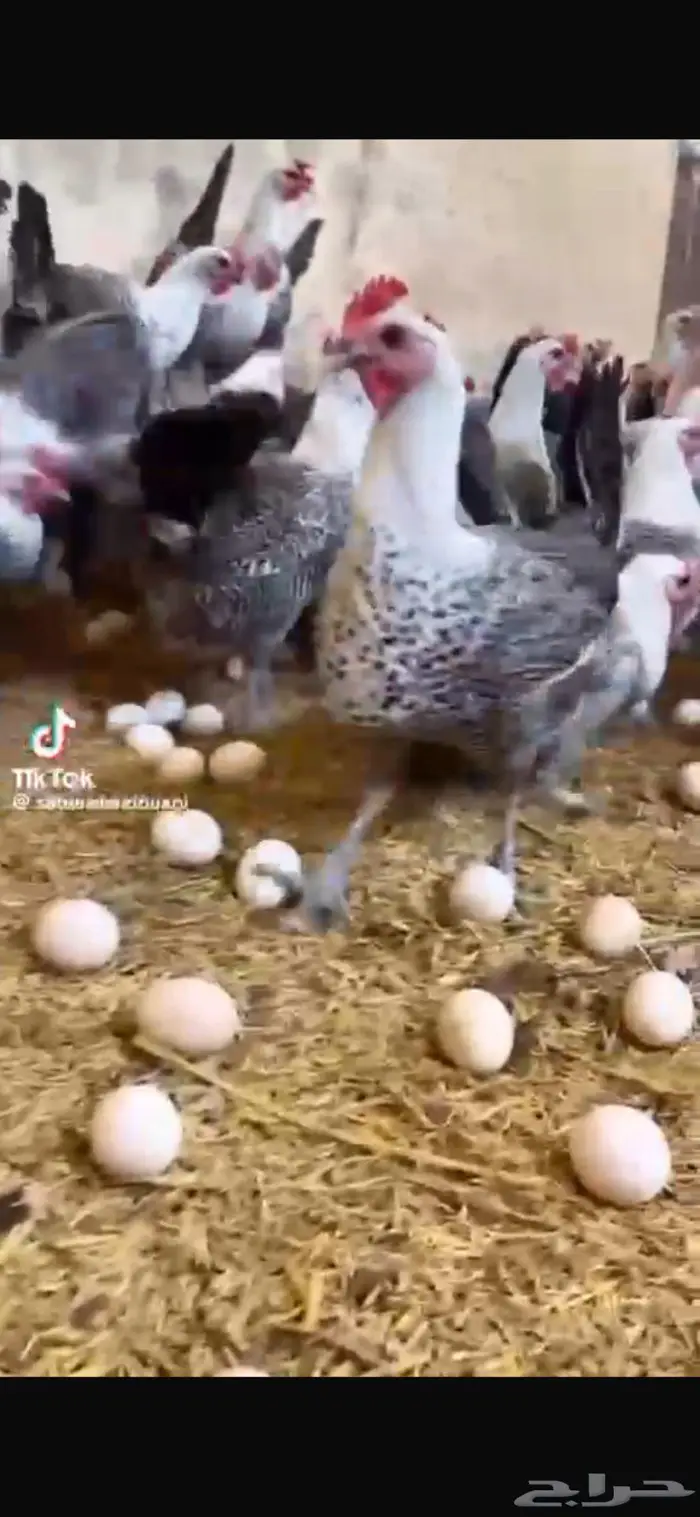 بيض دجاج بادي 0