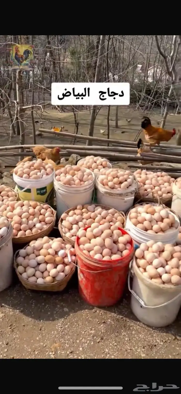 بيض دجاج بادي 1