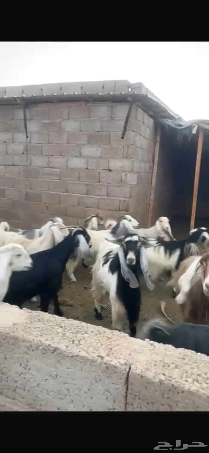 معزا كما في الصور عدد 20 مضاريع و2 تيس 0