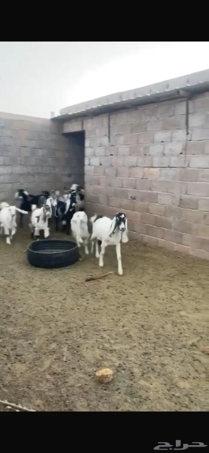 معزا كما في الصور عدد 20 مضاريع و2 تيس 1