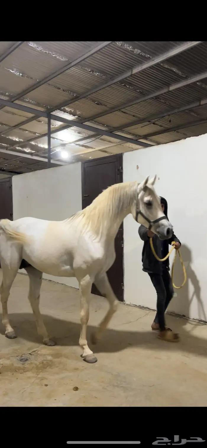 حصان واهو للبيع 0