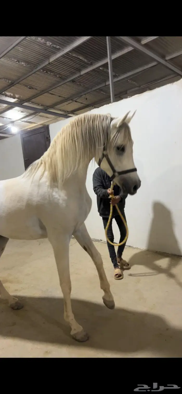 حصان واهو للبيع 1