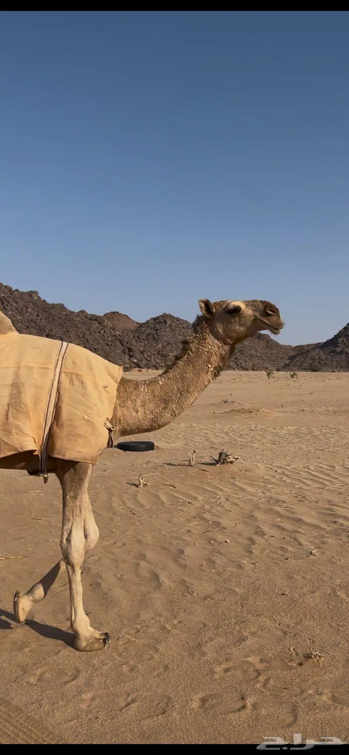 بكره شقحا مزيونه رمانيه 0