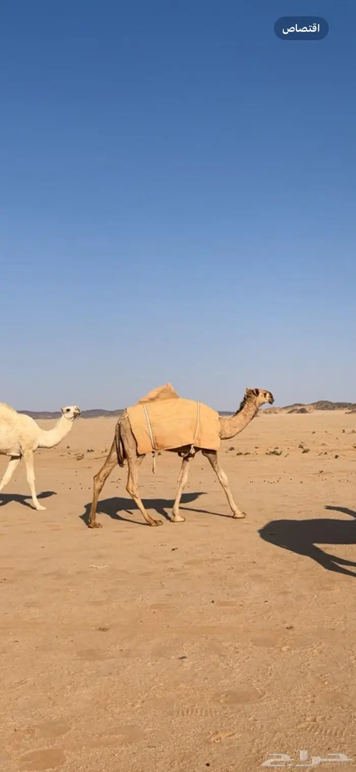 بكره شقحا مزيونه رمانيه 4