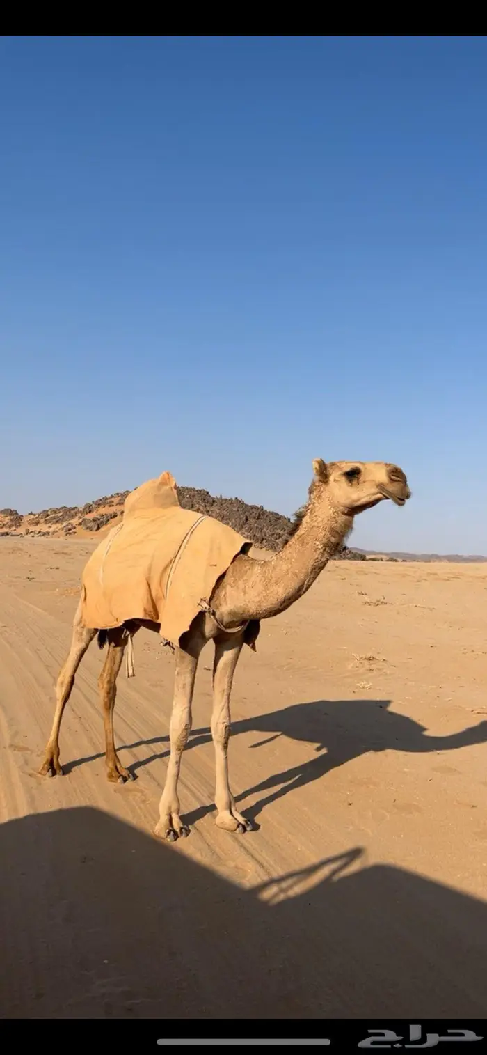 بكره شقحا مزيونه رمانيه 3