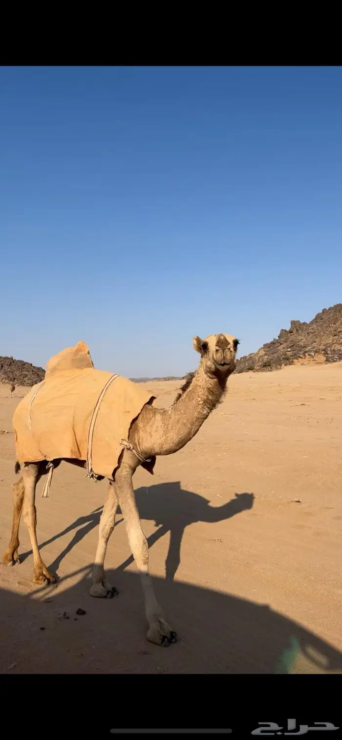 بكره شقحا مزيونه رمانيه 1