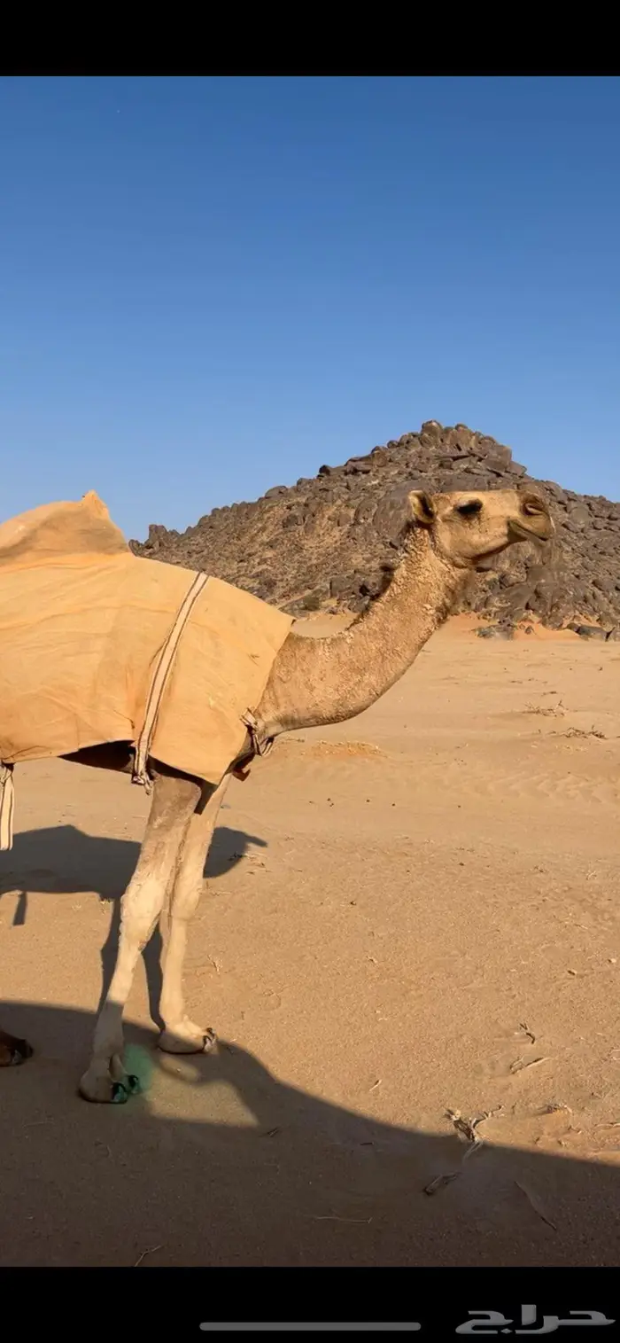 بكره شقحا مزيونه رمانيه 6