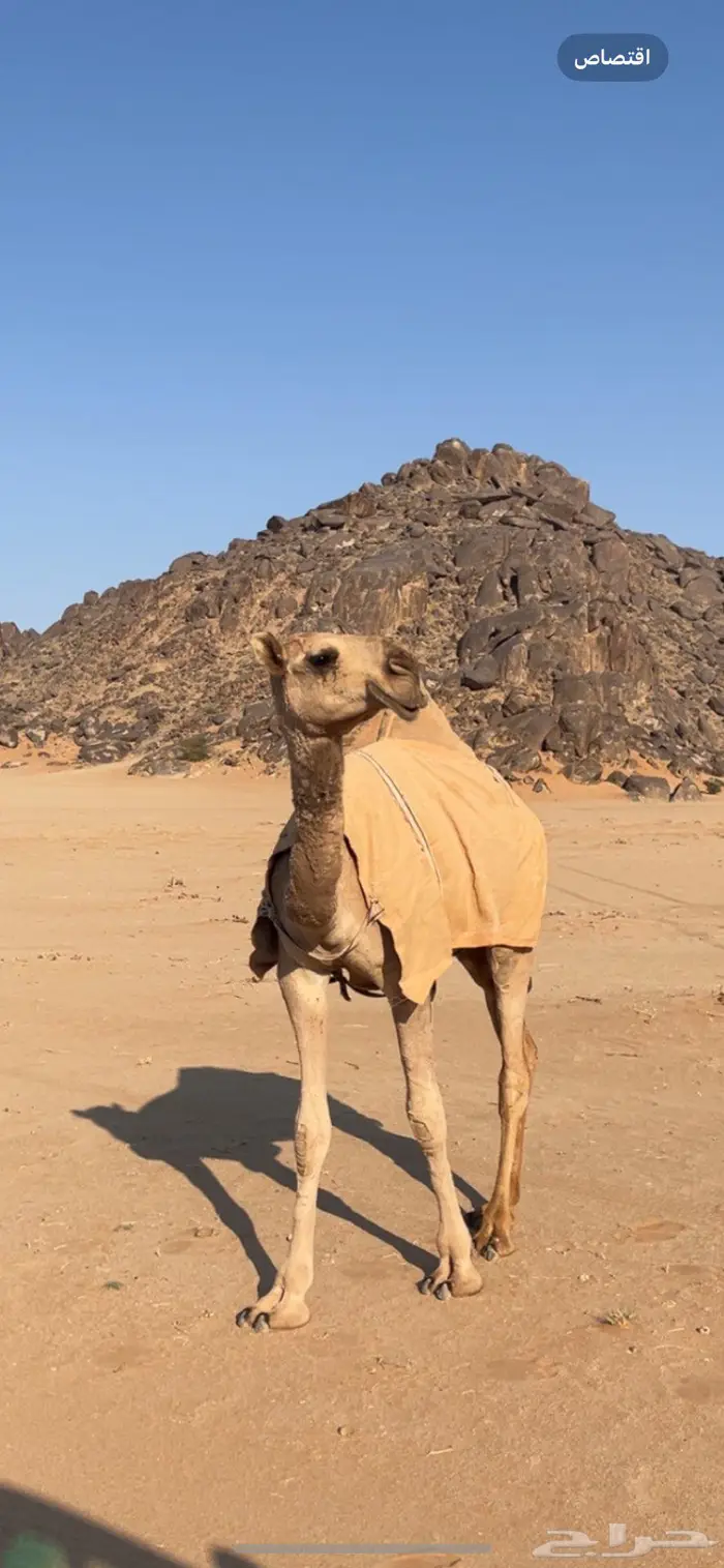 بكره شقحا مزيونه رمانيه 5