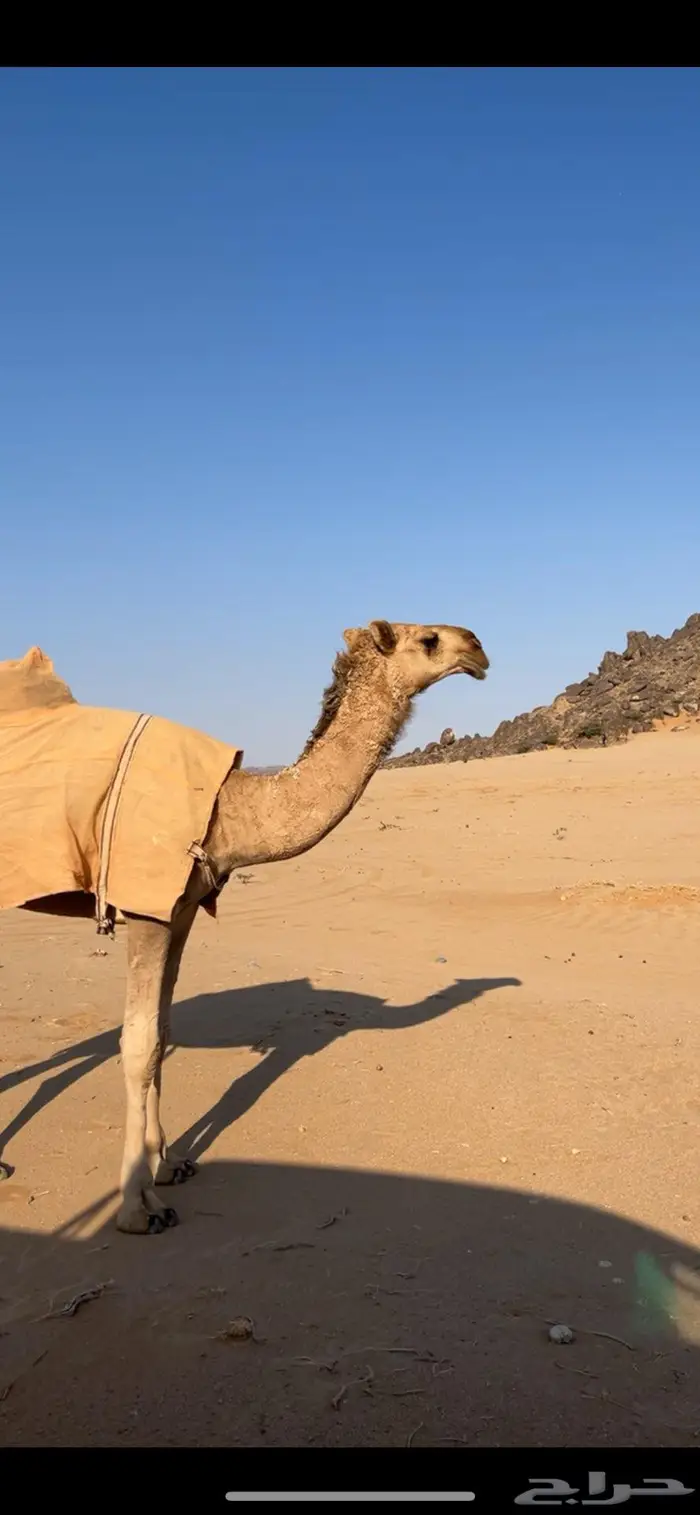 بكره شقحا مزيونه رمانيه 7