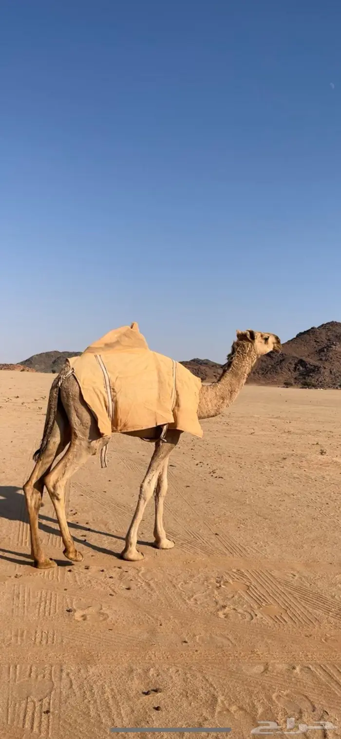 بكره شقحا مزيونه رمانيه 8