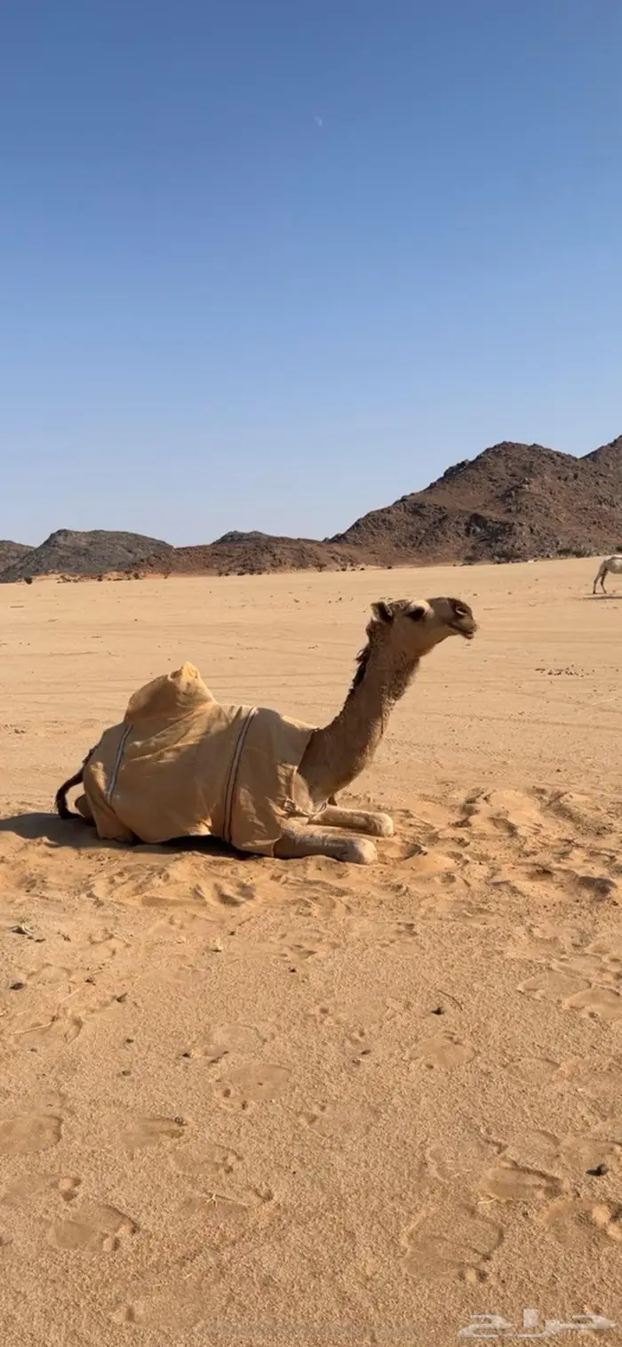 بكره شقحا مزيونه رمانيه 9