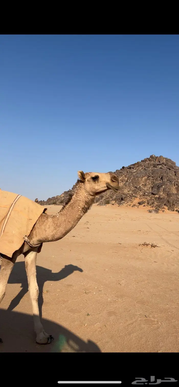 بكره شقحا مزيونه رمانيه 10