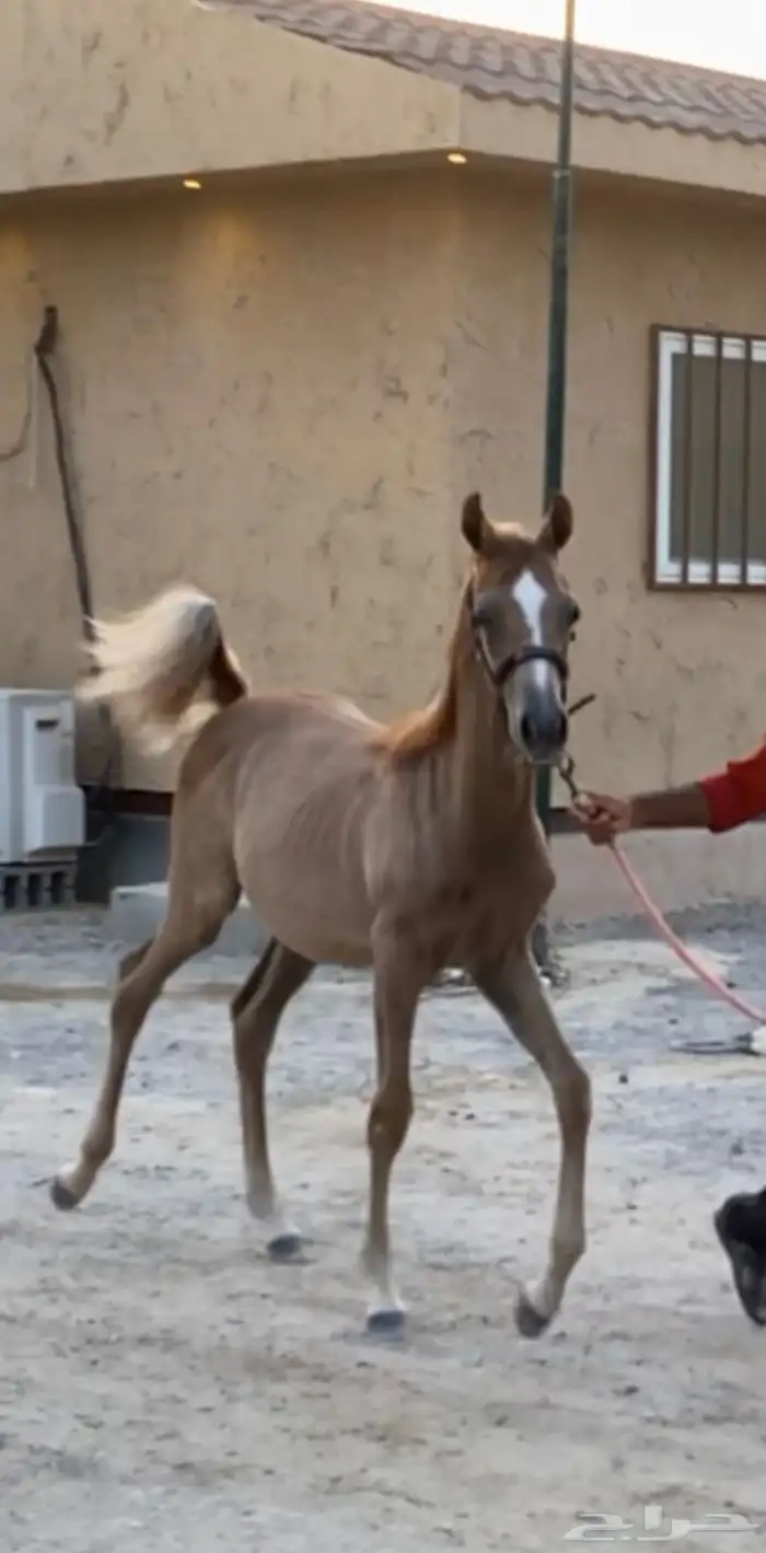 حصان مهر عربي 0