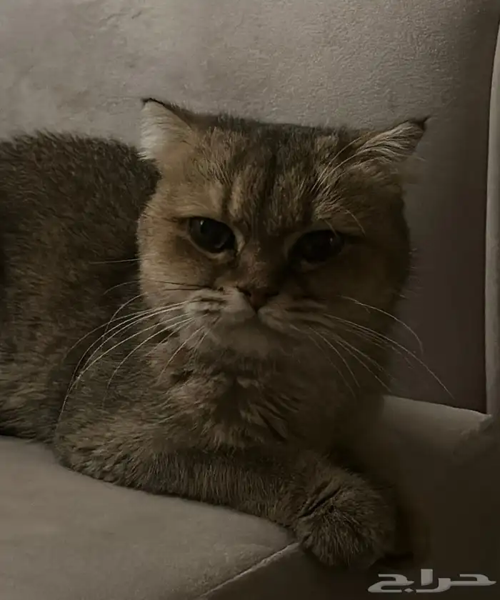 للبيع قطة سكوتش ستريت شانشيلا 2