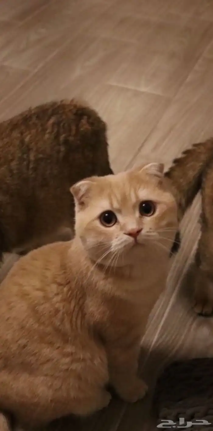 ذكر اسكوتش فولد 0