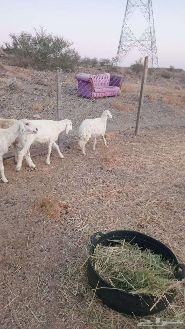 طلي ورخل من 650 0