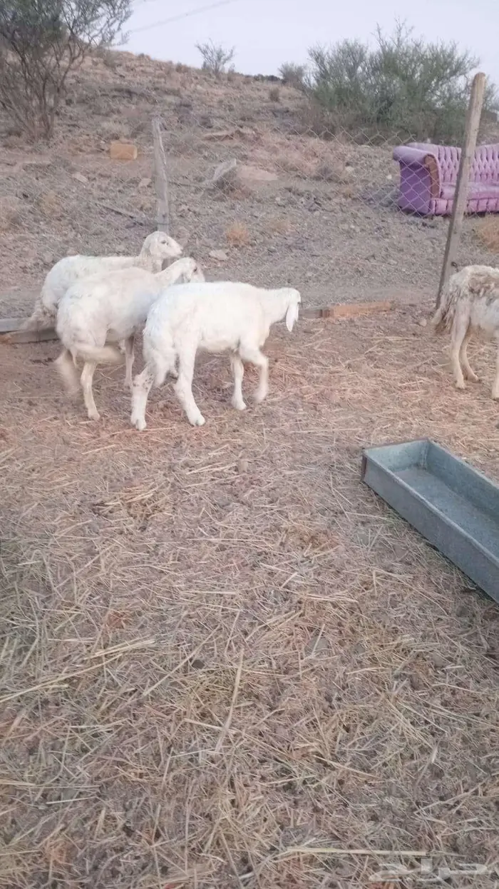 طلي ورخل من 650 للراس 1