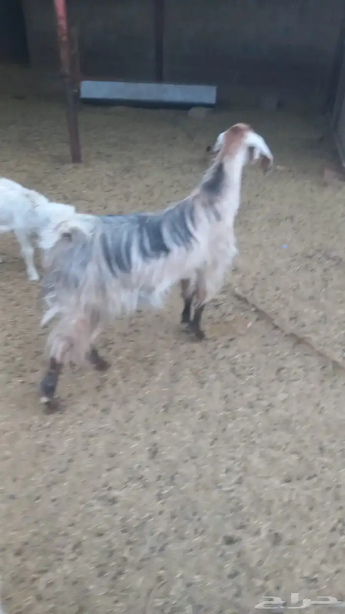 عناق كفو سمين عمرها سنه و سته اشهر 1