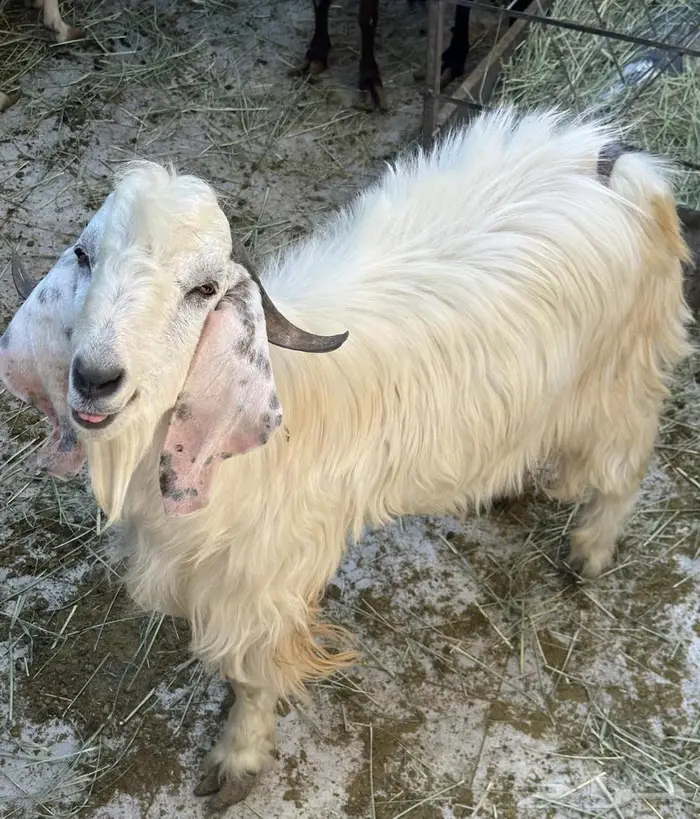 تيس فحل مشروط 4