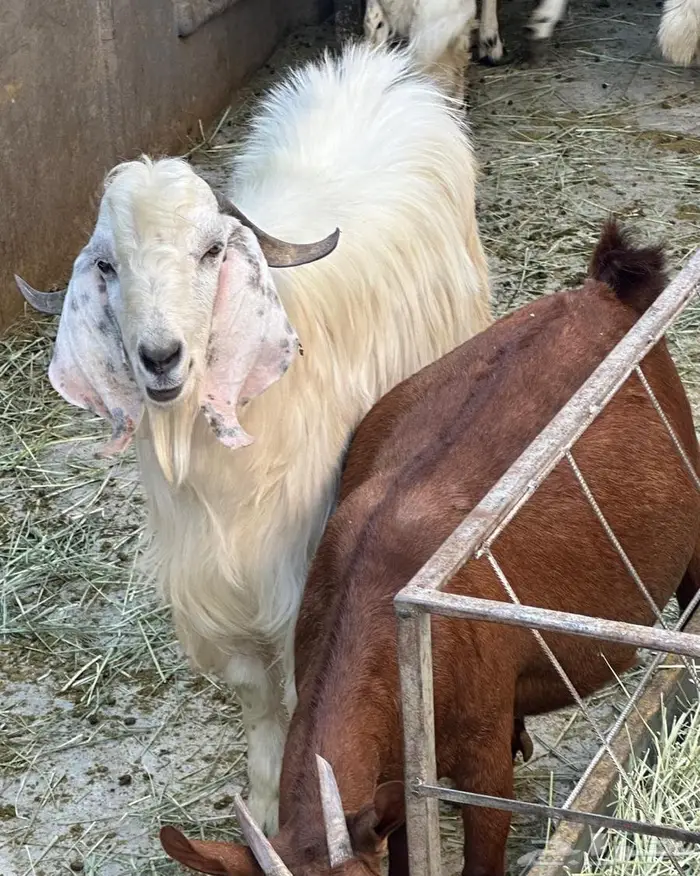 تيس فحل مشروط 2