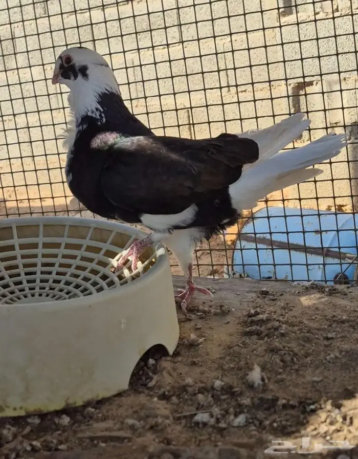 للبيع حمام شامي 2