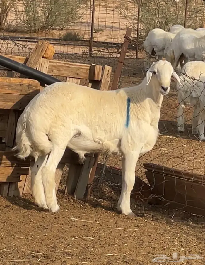 للبيع فحل حري جذع مشروط 0