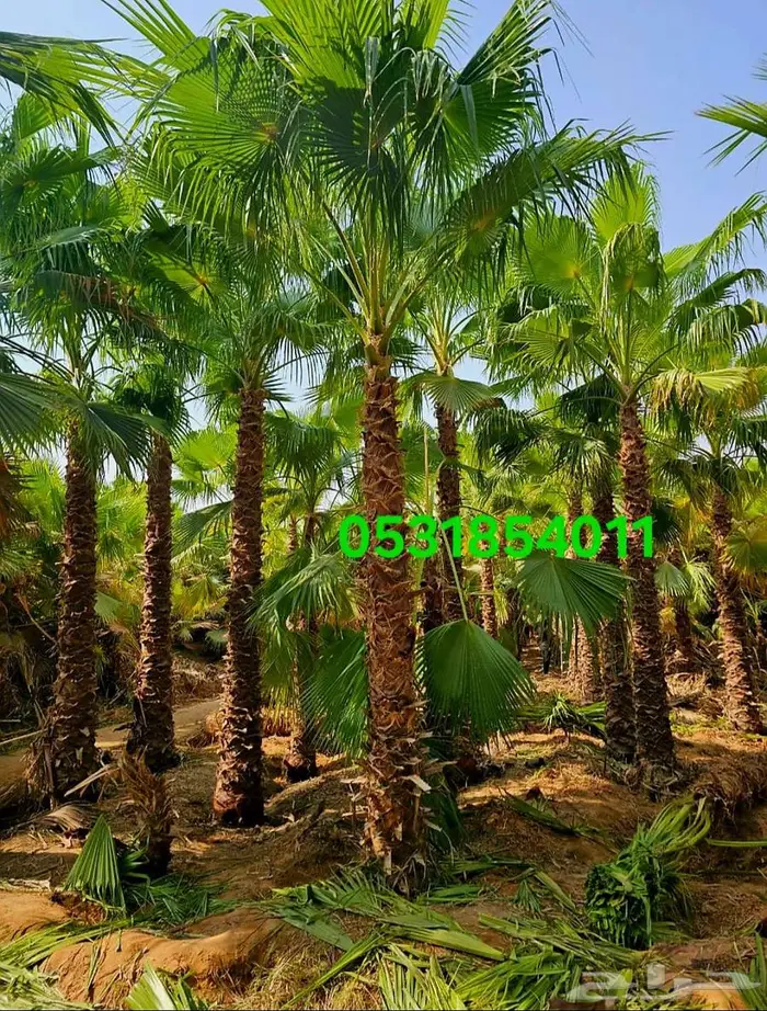 نخل واشنطني 4