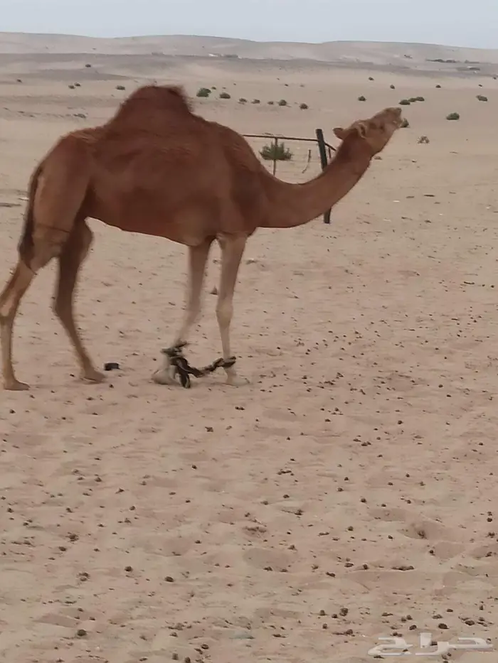 نياق لقحات ووحده حايل 2