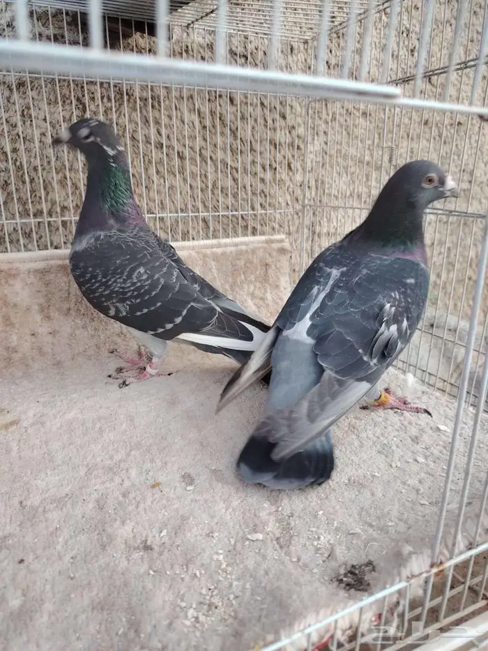 ثلاث ازواج زواجل 2