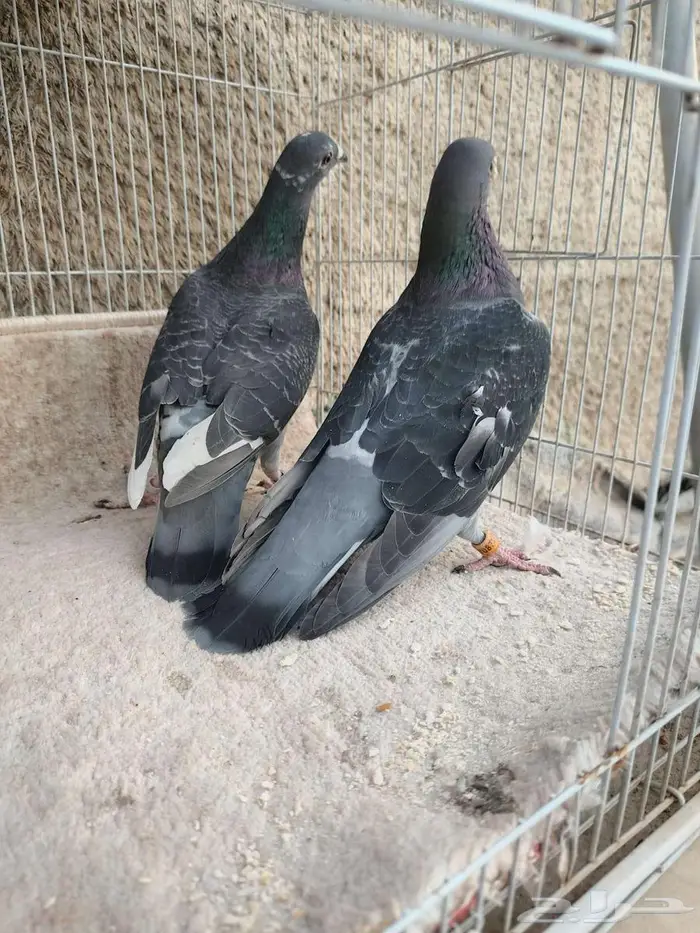 ثلاث ازواج زواجل 5