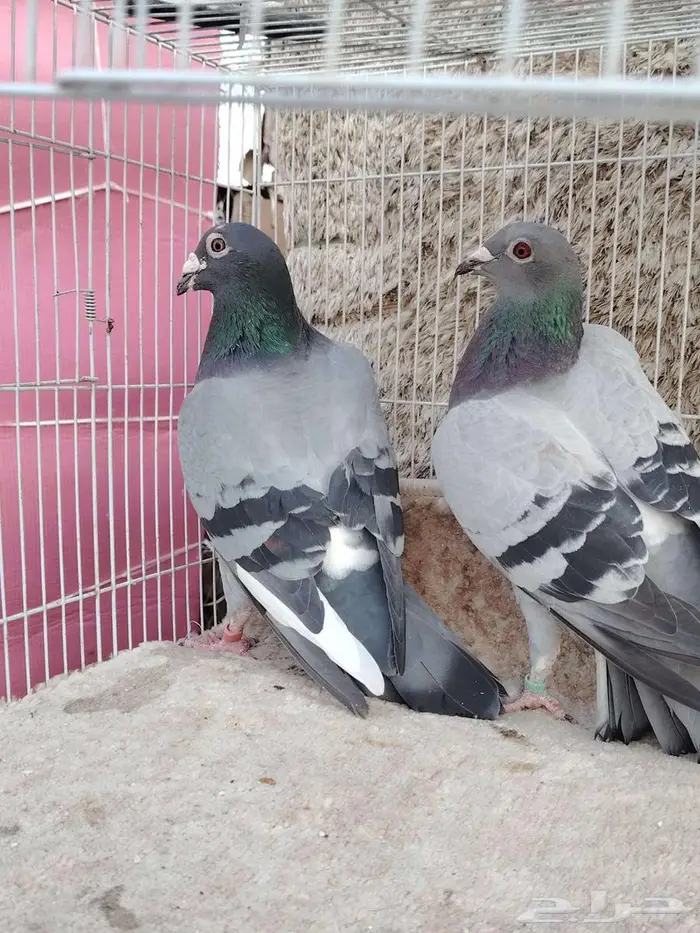 ثلاث ازواج زواجل 6