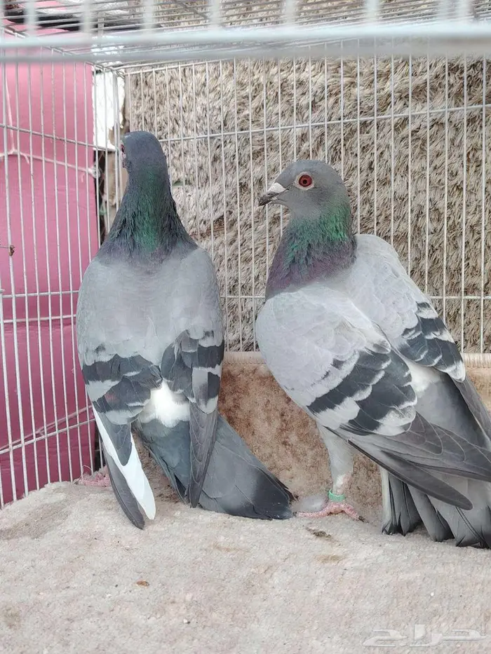 ثلاث ازواج زواجل 1