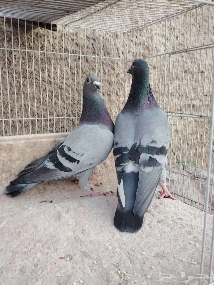 ثلاث ازواج زواجل 0