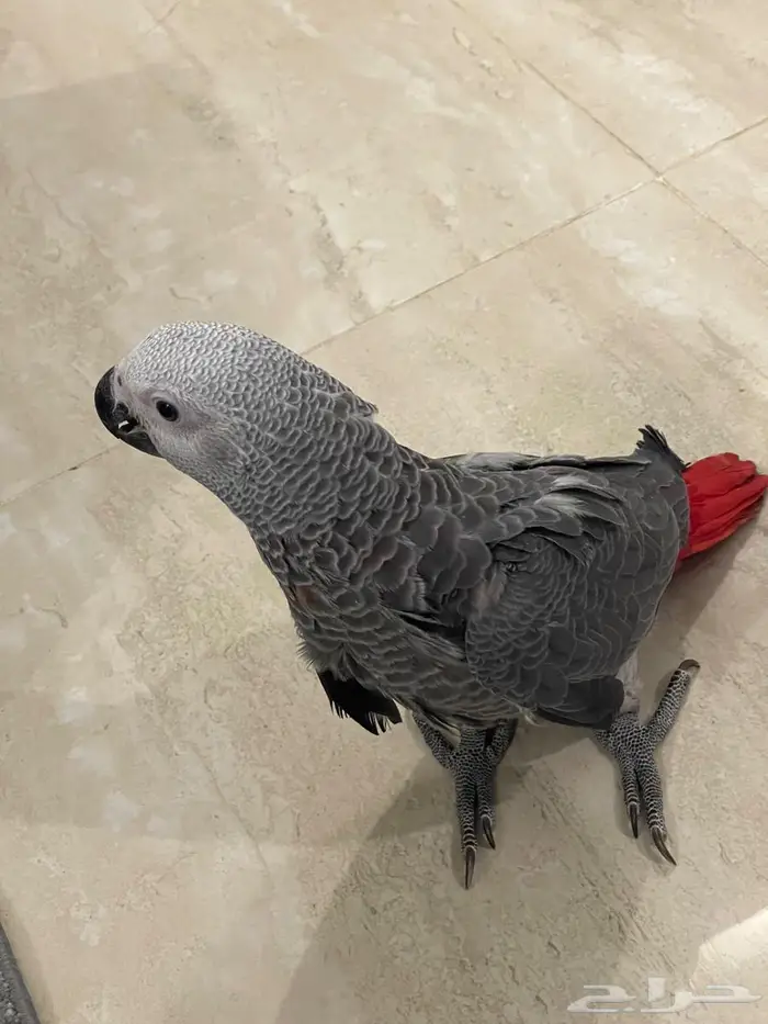 كاسكو اليف للبيع 1