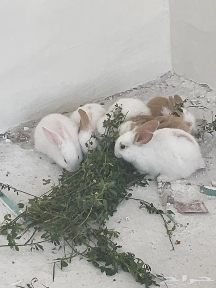 أرانب و همستر 0