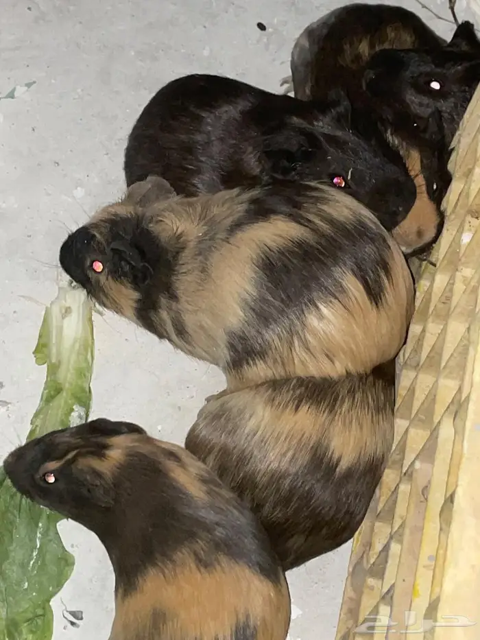 أرانب و همستر 1