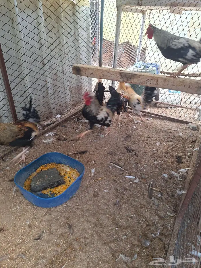 ديوك عربي ترثه ملونة 2