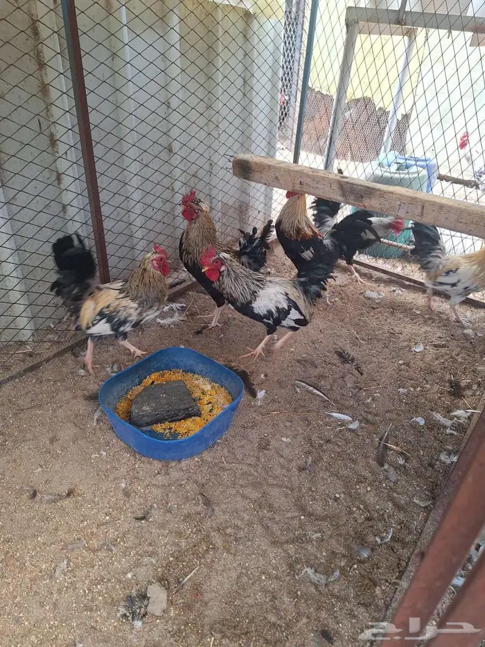 ديوك عربي ترثه ملونة 0