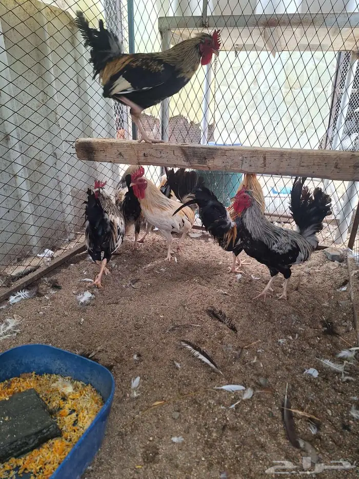 ديوك عربي ترثه ملونة 8