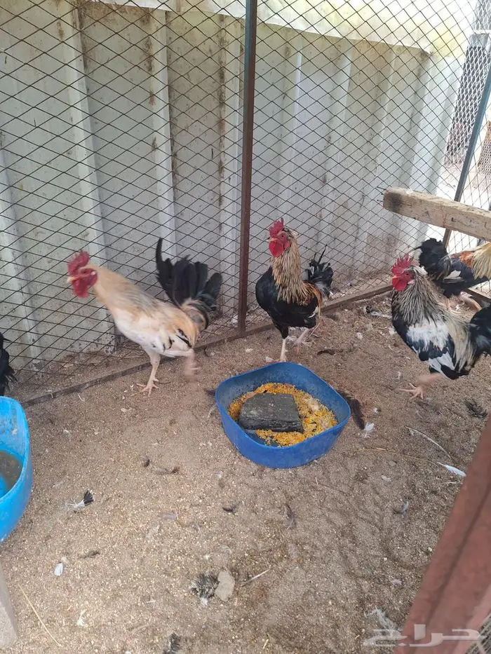 ديوك عربي ترثه ملونة 7