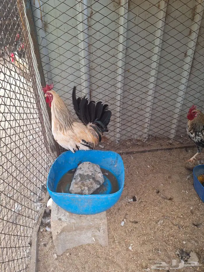 ديوك عربي ترثه ملونة 10