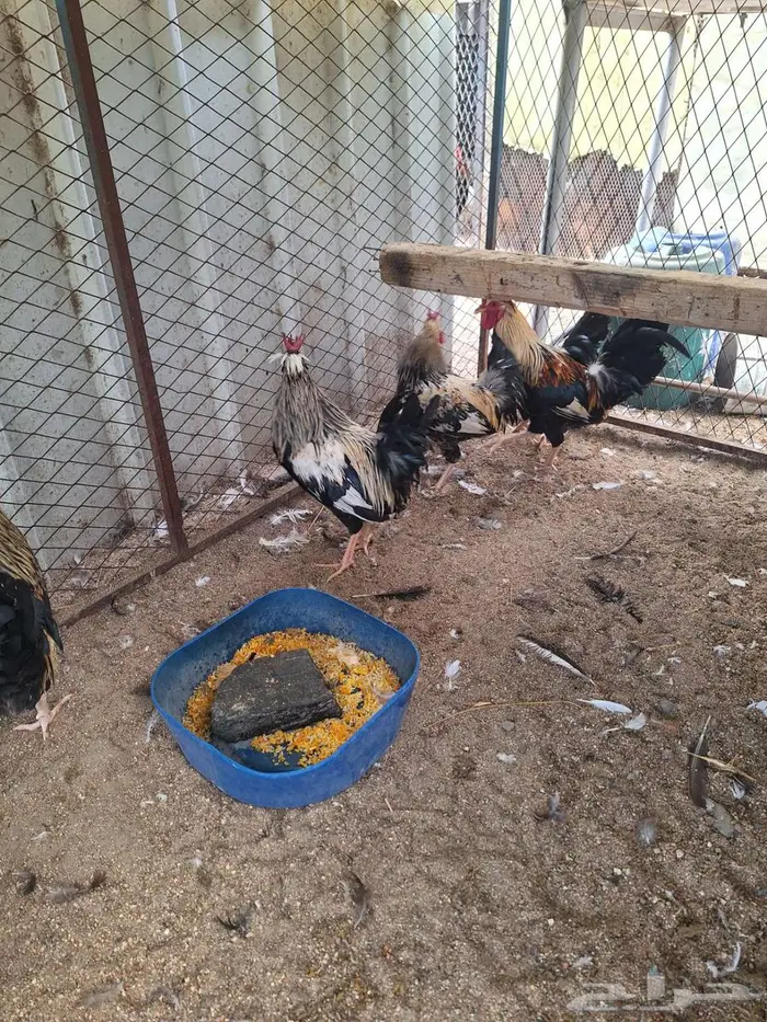 ديوك عربي ترثه ملونة 4