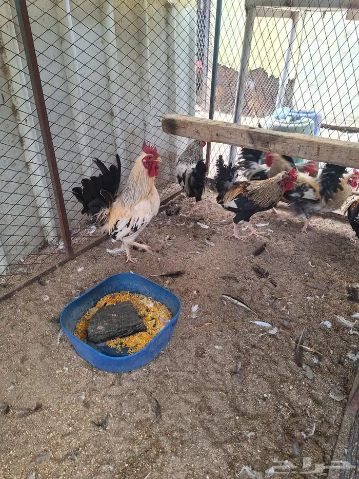 ديوك عربي ترثه ملونة 11