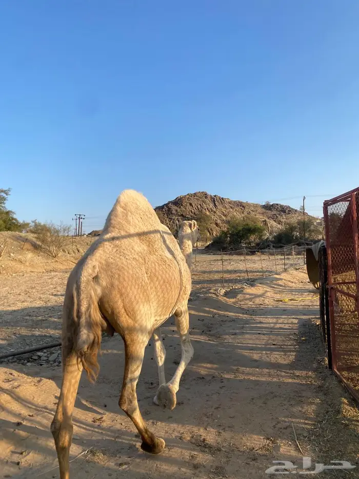 ناقة ملاقي للبيع 0