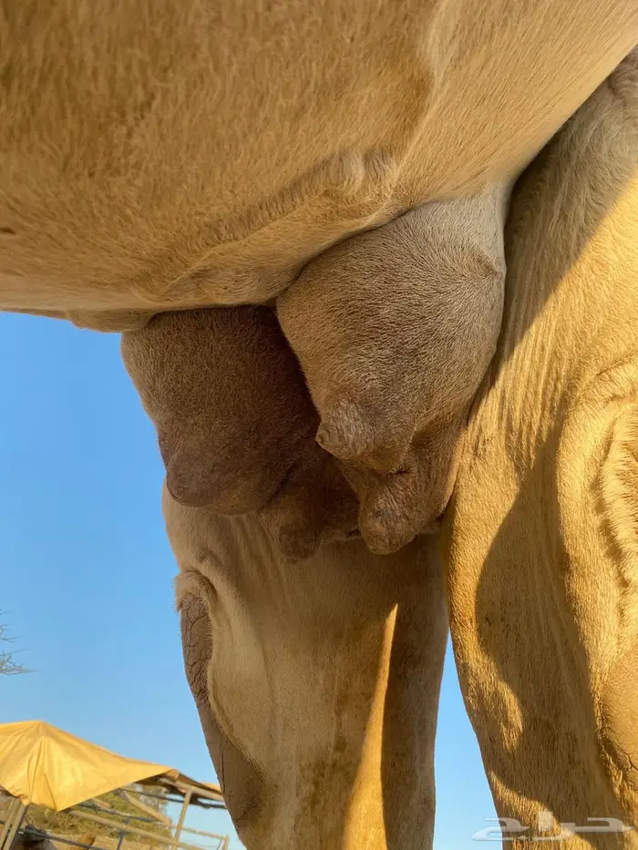 ناقة ملاقي للبيع 1