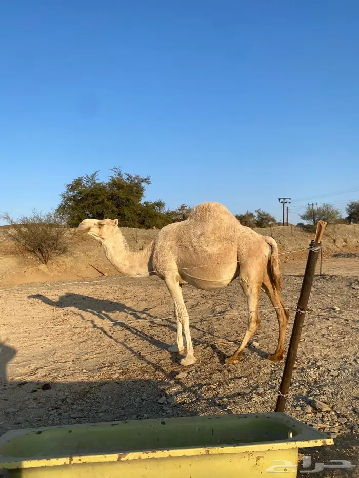 ناقة ملاقي للبيع 2