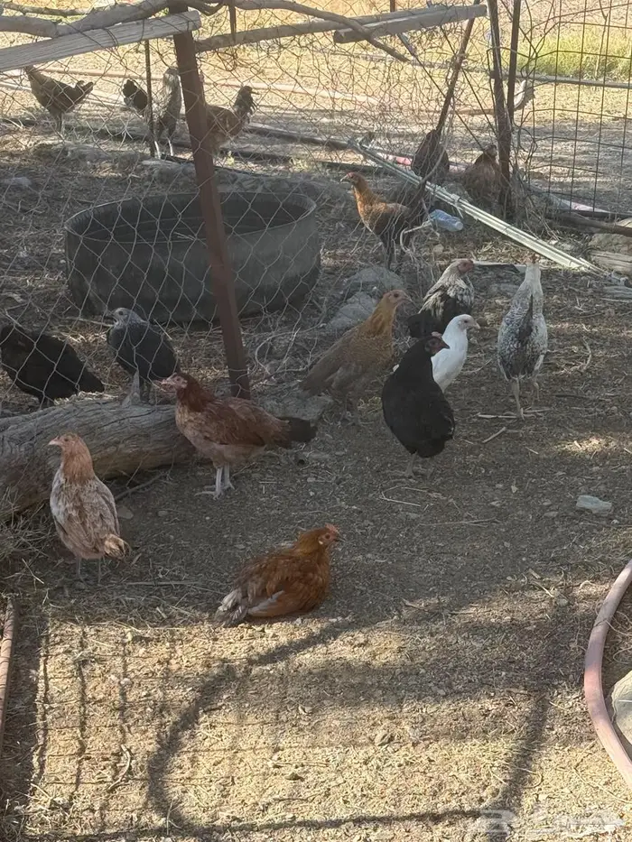 دجاج للبيع 0