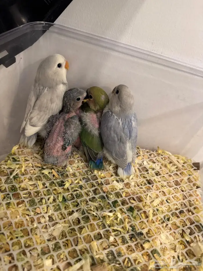 فروخ روز ماربل وابلاين بايد 0